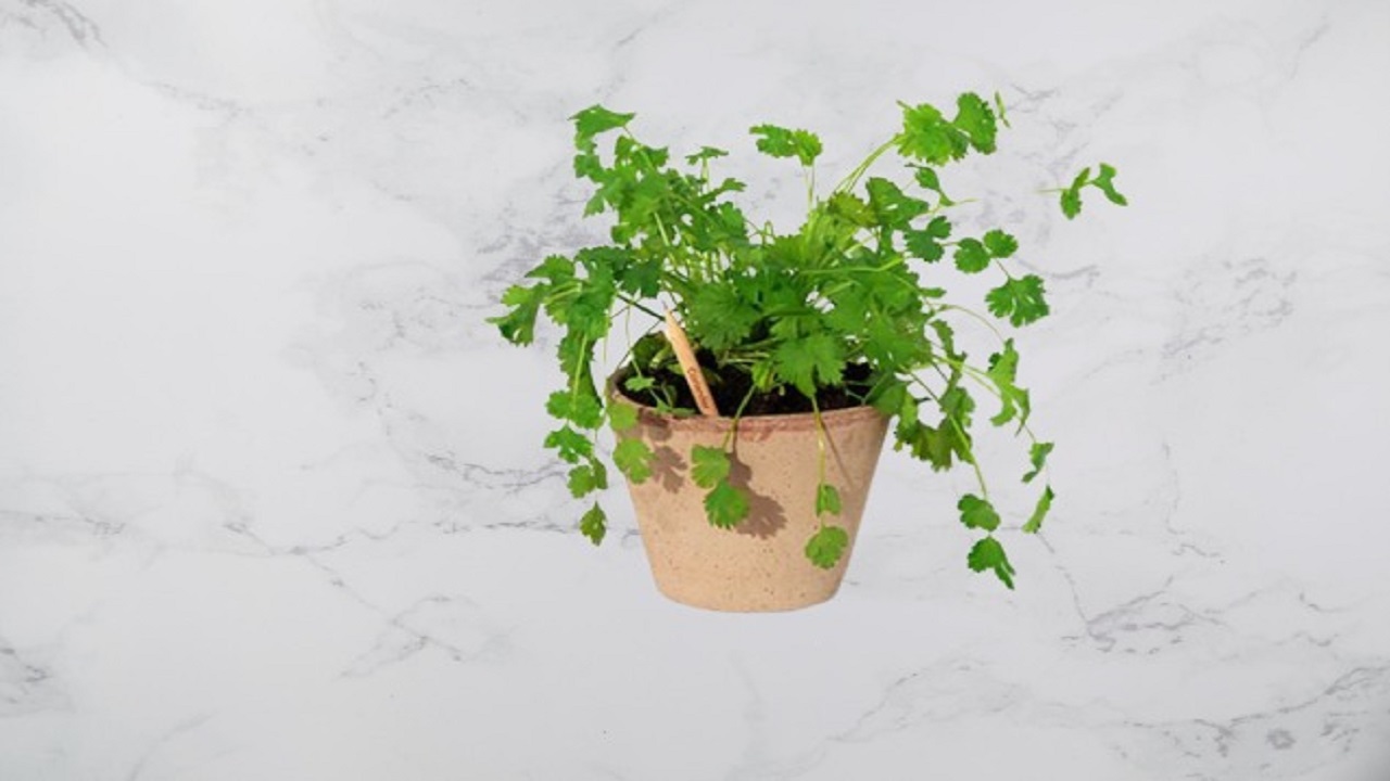 Revolutionizing Sustainability: Graphite Plantable Pencils with Flower by ibannboo